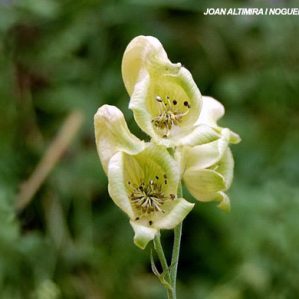 Aconitum anthora