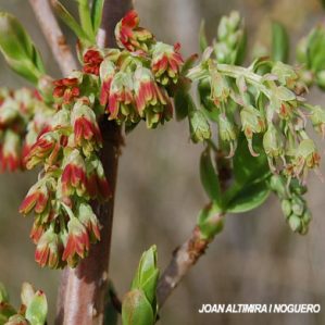 Coriaria myrtifolia