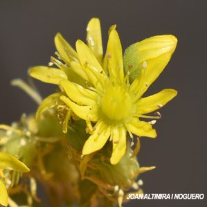 Aeonium arboreum. (Orn)