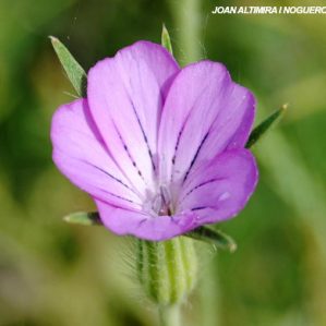 Agrostemma githago