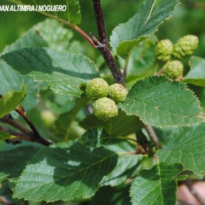 Alnus alnobetula