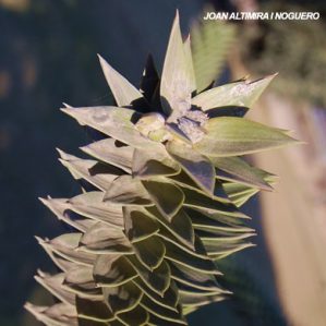 Araucaria araucana. (Orn)