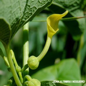 Aristolochia clematitis