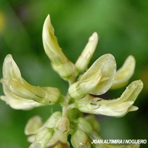 Astragalus glycyphyllos