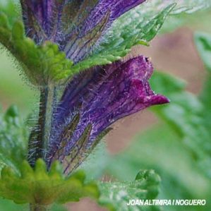Bartsia alpina
