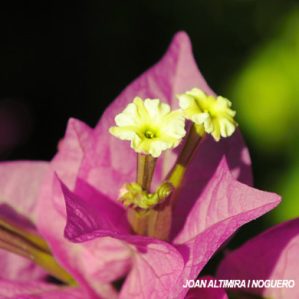 Bougainvillea spectabilis. (Orn)