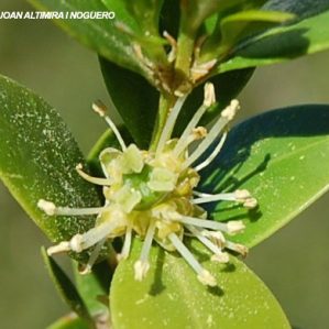 Buxus sempervirens