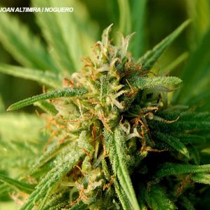 Cannabis indica var. kiff