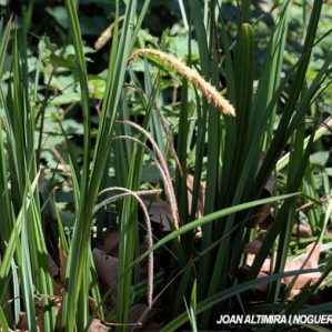Carex pendula
