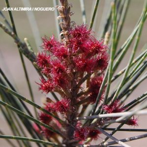 Casuarina cunninghamiana. (Orn)