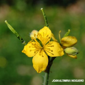 Chelidonium majus