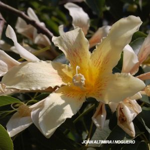 Chorisia insignis. (Orn)