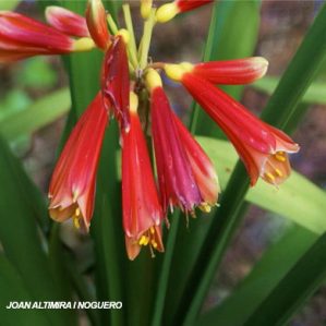 Clivia cyrtanthiflora. (Orn)