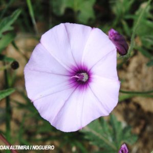 Convolvulus althaeoides