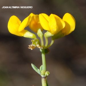 Coronilla juncea
