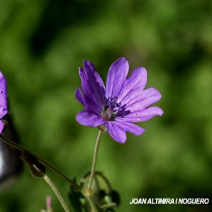 Geranium pyrenaicum