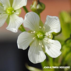 Dionaea miscipula. (Orn)