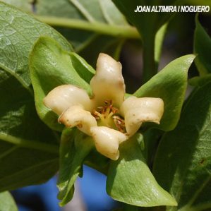 Diospyros kaki. (Cult.)