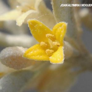 Elaeagnus angustifolia. (Nat.)