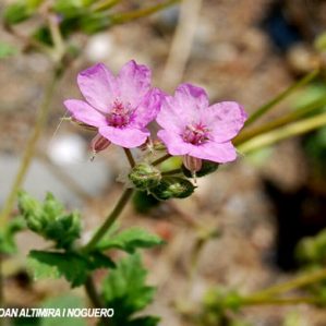 Erodium chium