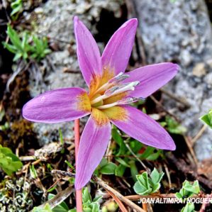Erythronium dens-canis