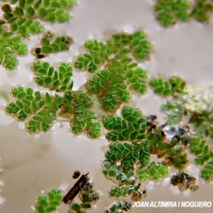 Azolla filiculoides