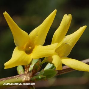 Forsythia suspensa. (Orn)