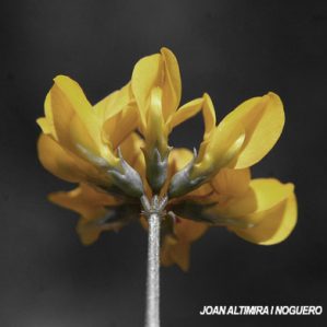 Hippocrepis comosa