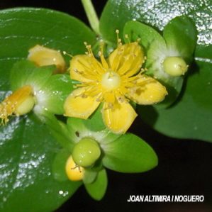 Hypericum androsaemum