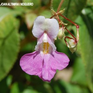 Impatiens balfourii. (Nat.)