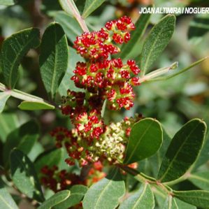 Pistacia lentiscus