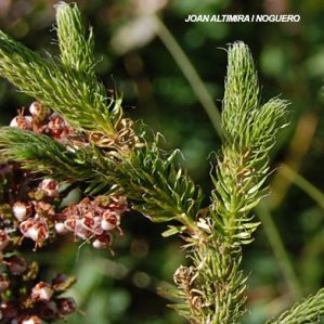 Lycopodium clavatum