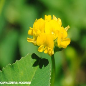 Medicago polymorpha