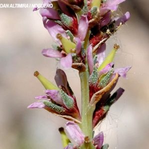 Myricaria germanica