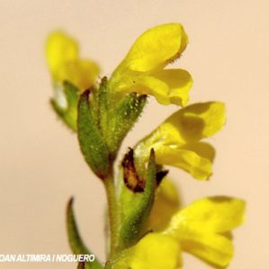 Odontites pyrenaeus subsp. pyrenaeus