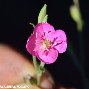 Oenothera rosea