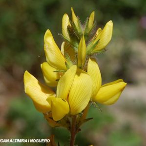 Ononis aragonensis