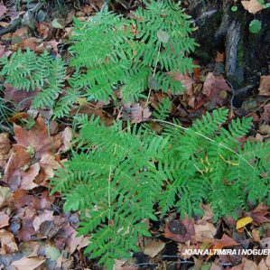 Osmunda regalis
