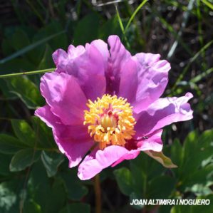 Paeonia officinalis subsp. microcarpa