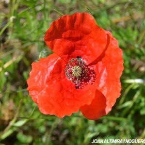 Papaver rhoeas