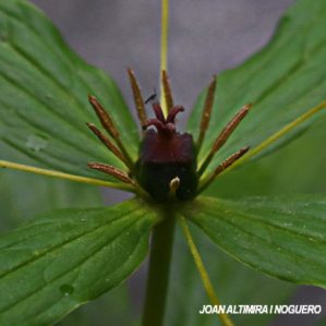 Paris quadrifolia