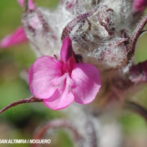 Pedicularis rosea subsp. allionii