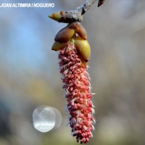 Populus alba