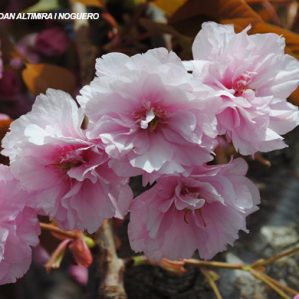 Prunus serratula. (Orn)