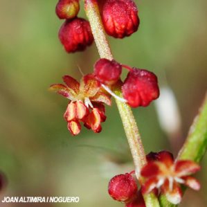 Rumex acetosella subsp. angiocarpus