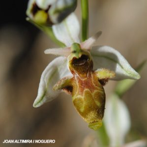 Ophrys scolopax subsp. scolopax var. albiflora