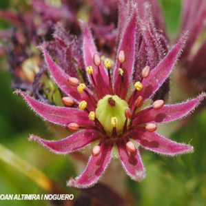 Sempervivum montanum