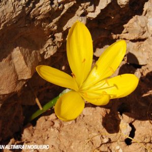 Sternbergia lutea. (Nat)