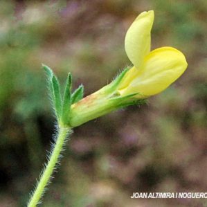 Lotus maritimus subsp. hirsutus