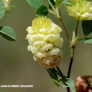 Trifolium campestre